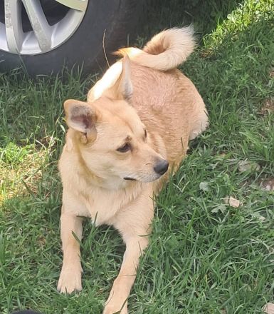 Luna sucht ihr Für-immer-Zuhause