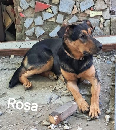 Rosa sucht ihr Für-immer-Zuhause