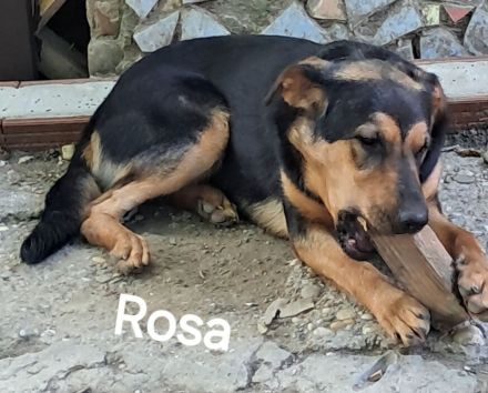 Rosa sucht ihr Für-immer-Zuhause