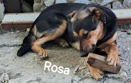 Rosa sucht ihr Für-immer-Zuhause