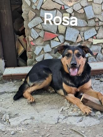 Rosa sucht ihr Für-immer-Zuhause