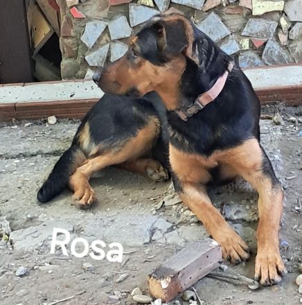 Rosa sucht ihr Für-immer-Zuhause