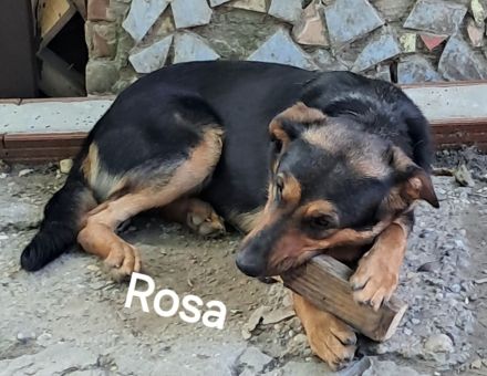 Rosa sucht ihr Für-immer-Zuhause