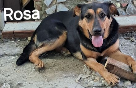 Rosa sucht ihr Für-immer-Zuhause