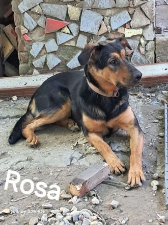 Rosa sucht ihr Für-immer-Zuhause