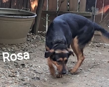 Rosa sucht ihr Für-immer-Zuhause