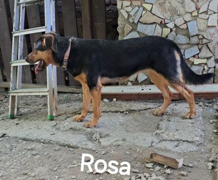 Rosa sucht ihr Für-immer-Zuhause