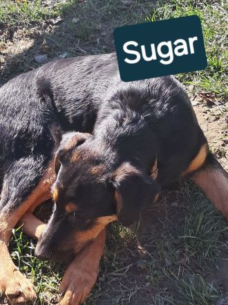 SUGAR sucht ihr Für-immer-Zuhause!