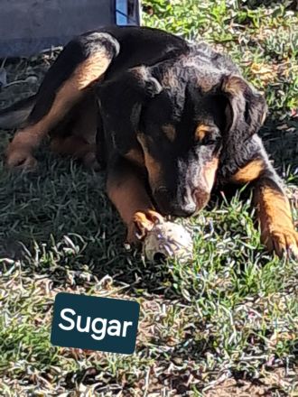 SUGAR sucht ihr Für-immer-Zuhause!