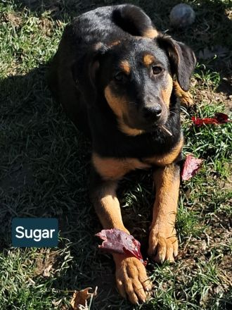 SUGAR sucht ihr Für-immer-Zuhause!