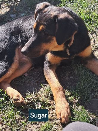 SUGAR sucht ihr Für-immer-Zuhause!