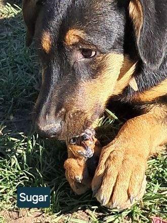 SUGAR sucht ihr Für-immer-Zuhause!