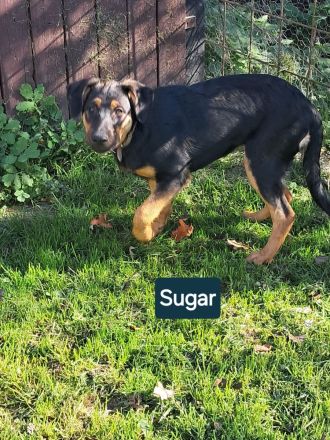 SUGAR sucht ihr Für-immer-Zuhause!