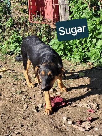 SUGAR sucht ihr Für-immer-Zuhause!