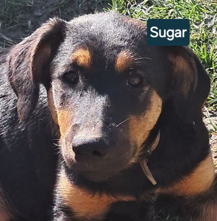 SUGAR sucht ihr Für-immer-Zuhause!