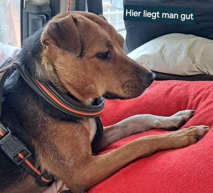 Anya sucht ihr Für-immer-Zuhause