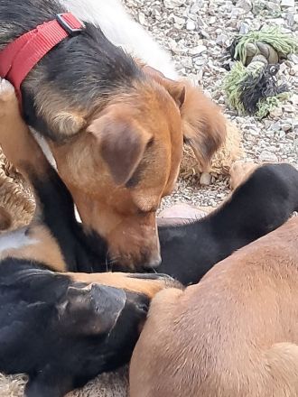 Anya sucht ihr Für-immer-Zuhause