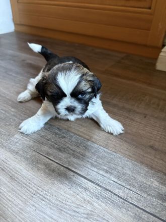 Shi Tzu Welpen