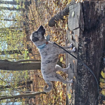 Aktive Junghündin sucht ihr Zuhause fürs Leben