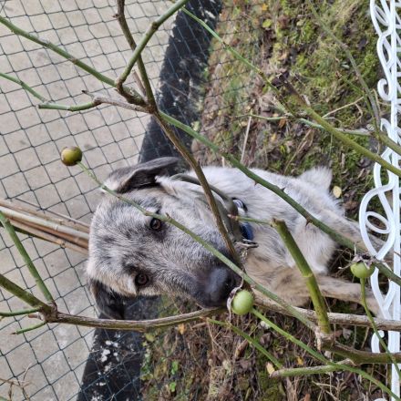Aktive Junghündin sucht ihr Zuhause fürs Leben