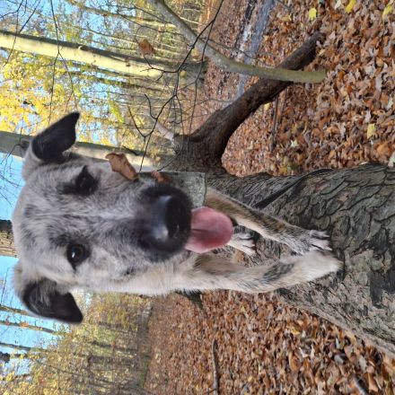 Aktive Junghündin sucht ihr Zuhause fürs Leben