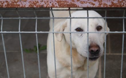 Blonder Schatz Snickers