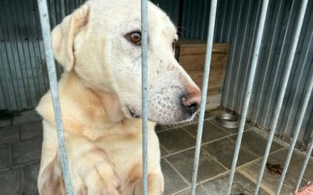 Blonder Schatz Snickers