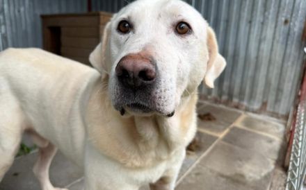 Blonder Schatz Snickers