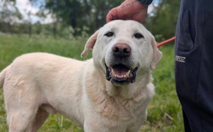 Blonder Schatz Snickers
