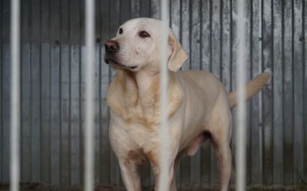 Blonder Schatz Snickers