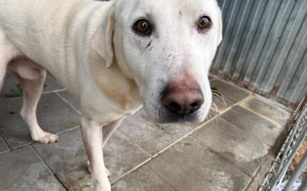 Blonder Schatz Snickers