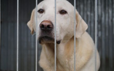 Blonder Schatz Snickers