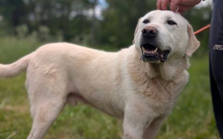 Blonder Schatz Snickers