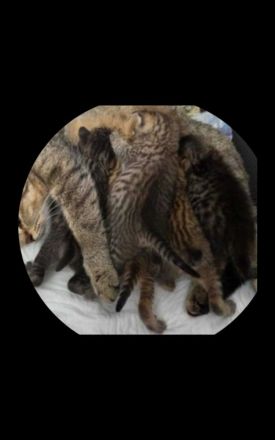 5 Wunderschöne aktive BKH Kitten suchen ein neues Zuhause!!!!