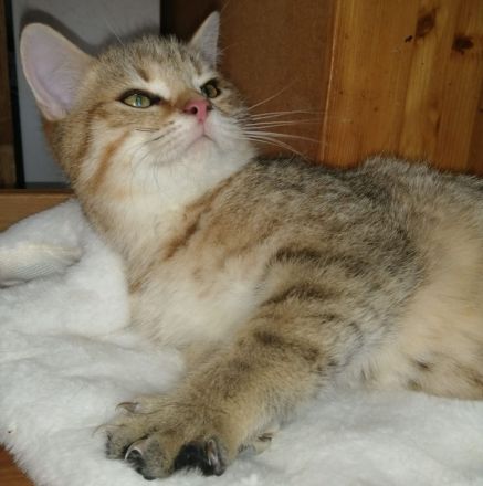 3 Wunderschöne aktive BKH Kitten suchen ein neues Zuhause!!!!