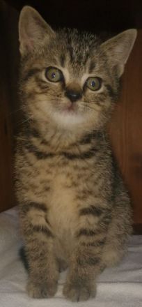 5 Wunderschöne aktive BKH Kitten suchen ein neues Zuhause!!!!