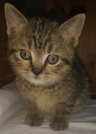 5 Wunderschöne aktive BKH Kitten suchen ein neues Zuhause!!!!