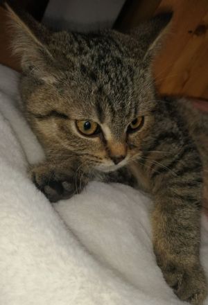 3 Wunderschöne aktive BKH Kitten suchen ein neues Zuhause!!!!