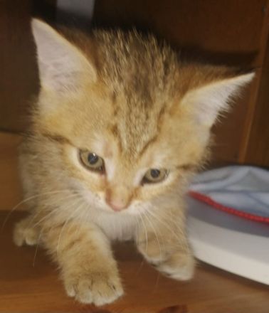 5 Wunderschöne aktive BKH Kitten suchen ein neues Zuhause!!!!