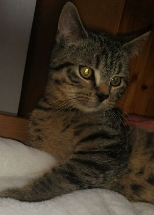 3 Wunderschöne aktive BKH Kitten suchen ein neues Zuhause!!!!