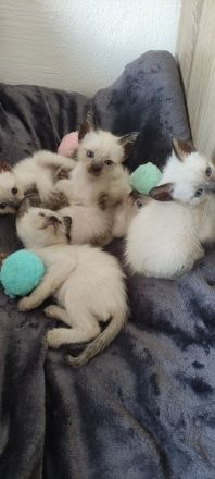 Siamkätzchen zu verkaufen