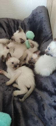 Siamkätzchen zu verkaufen