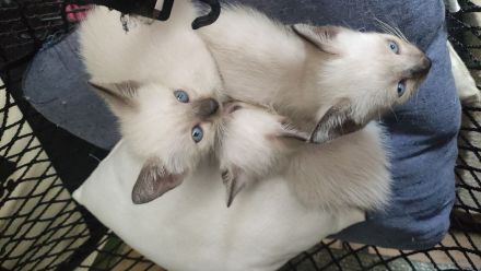 Mekong Bobtail Siamkätzchen zu verkaufen