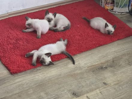 Mekong Bobtail Siamkätzchen zu verkaufen