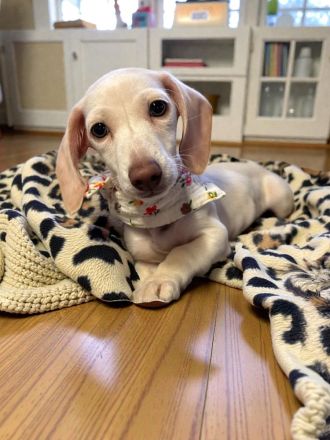 Einzigartige Cream Zwergdackel Hündin aus familiärer Aufzucht