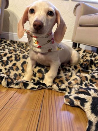 Einzigartige Cream Zwergdackel Hündin aus familiärer Aufzucht