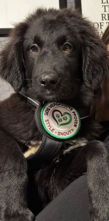 Lassie sucht ihre Menschen...