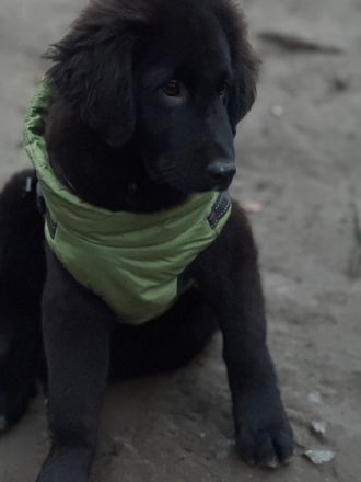 Lassie sucht ihre Menschen...