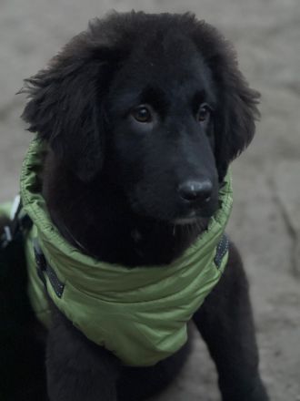 Lassie sucht ihre Menschen...