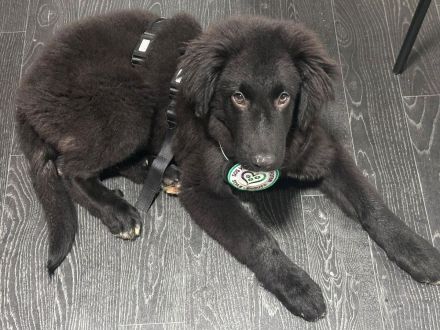 Lassie sucht ihre Menschen...